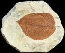 Fossil Leaf (Beringiaphyllum) - Montana #68346-1
